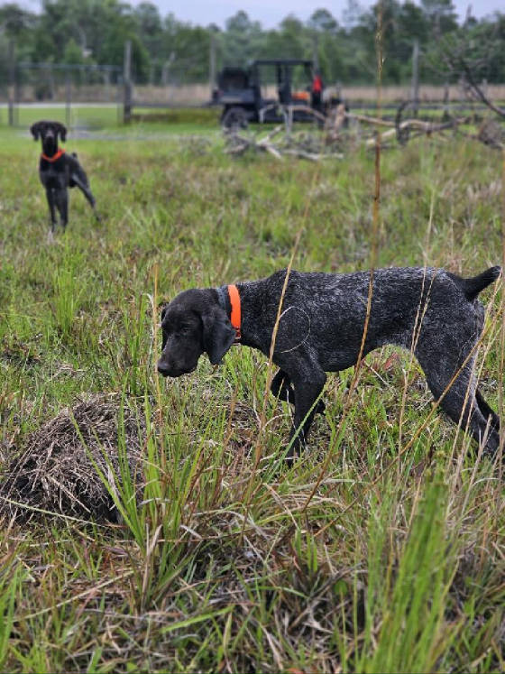 SGHgundogtrainingshorthairs.jpg