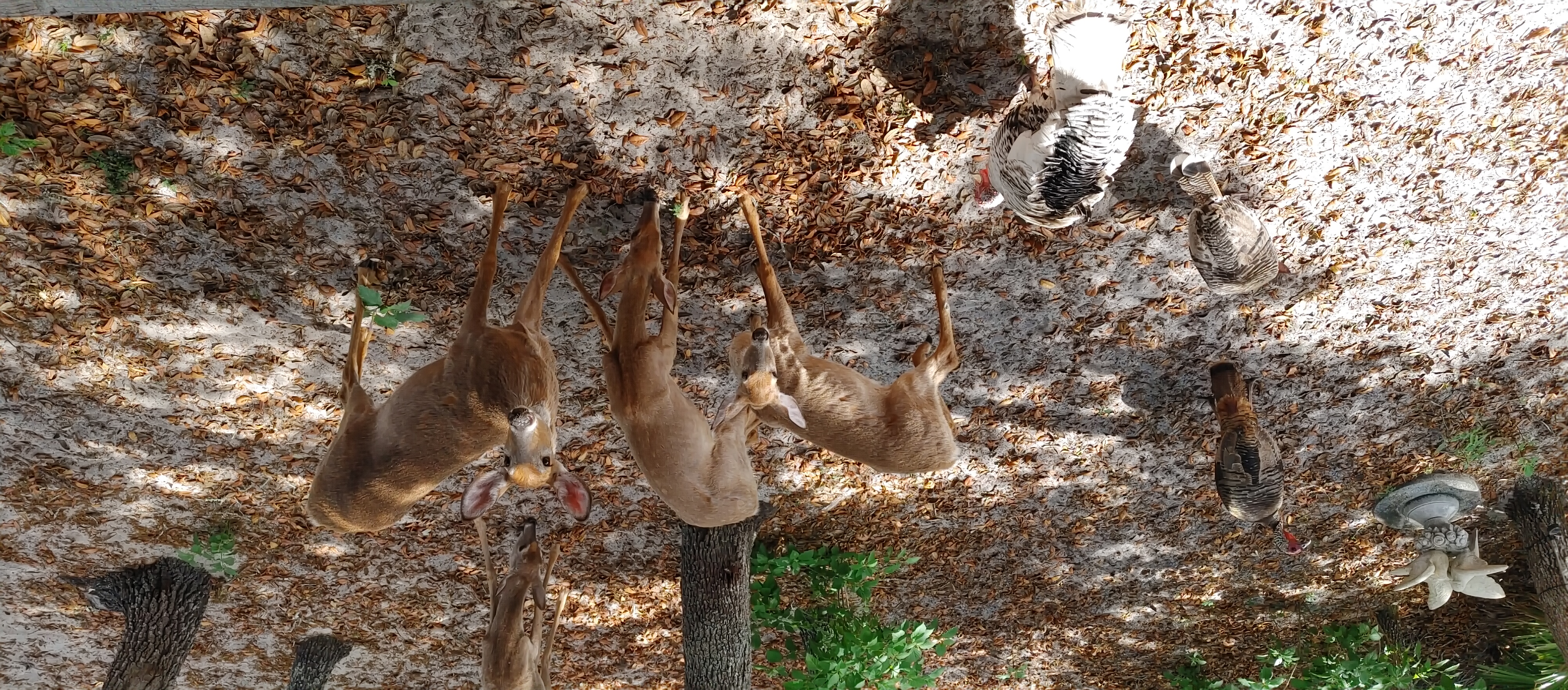 whitetaildeerwebsite.jpg